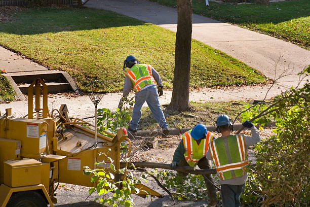 Best Fruit Tree Pruning  in Vernon Valley, NJ