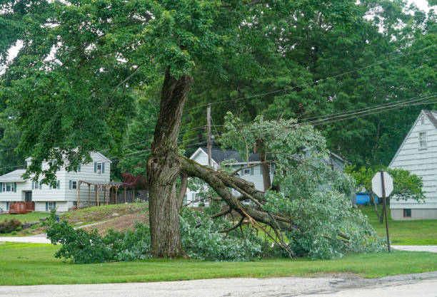 Best Lot and Land Clearing  in Vernon Valley, NJ